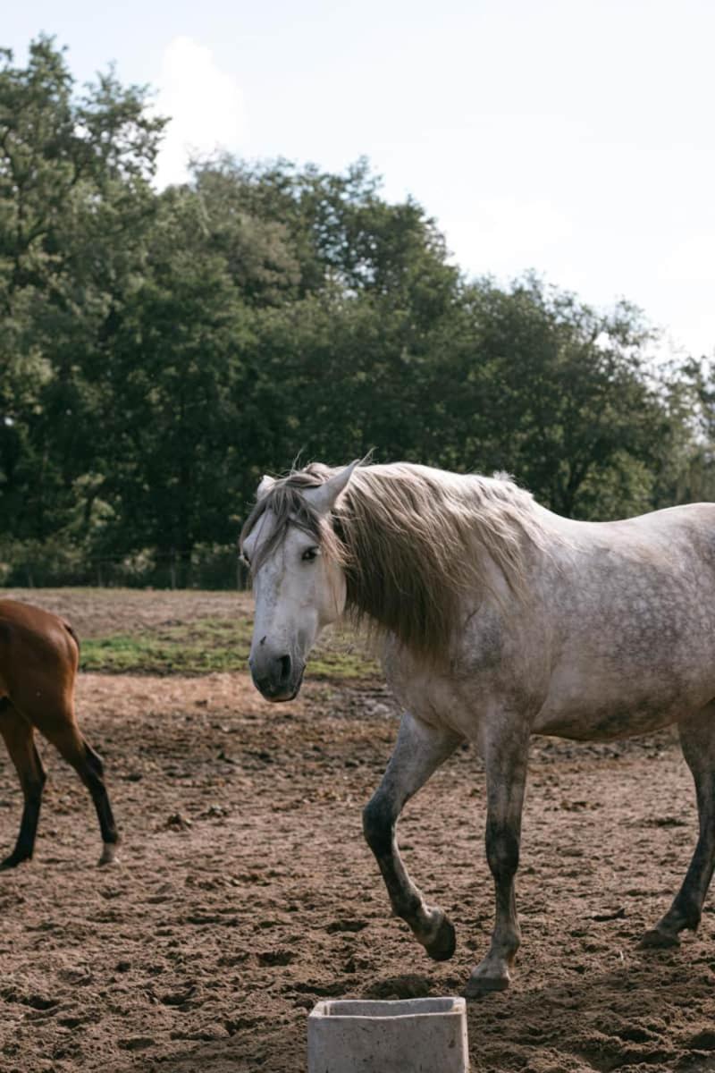 فندق Roulottes Cocooning Au Coeur Des Landes Mées المظهر الخارجي الصورة